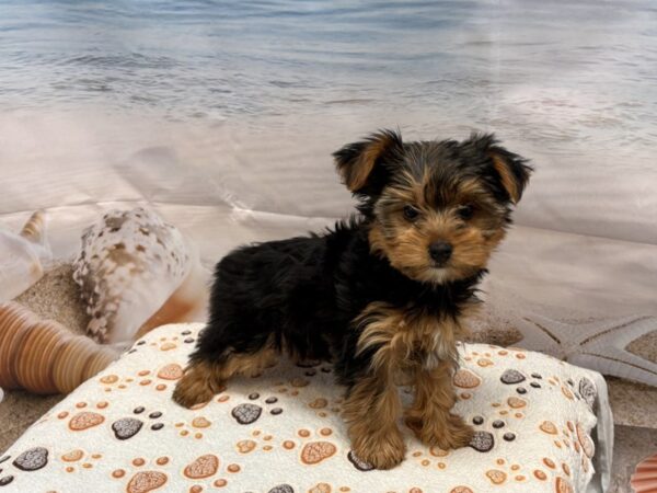 [#2171] Black / Tan Female Yorkshire Terrier Puppies for Sale