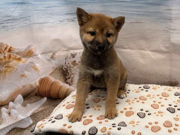 [#2168] Red Sesame Female Shiba Inu Puppies for Sale