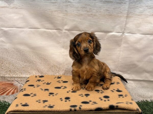 [#2173] Red Female Dachshund Puppies for Sale