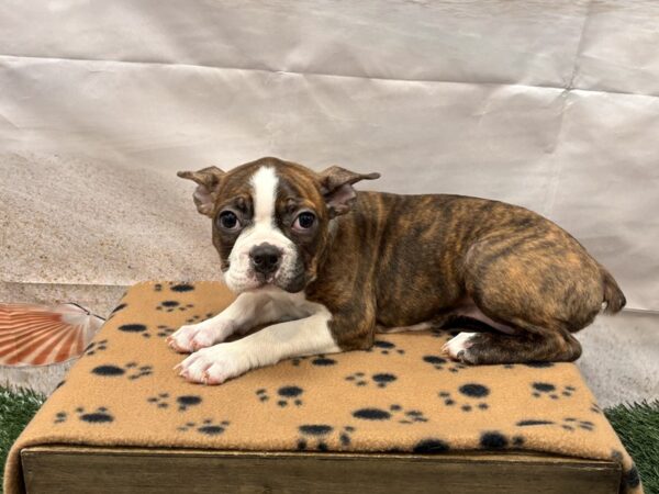 [#2174] Brindle / White Female Boston Terrier Puppies for Sale