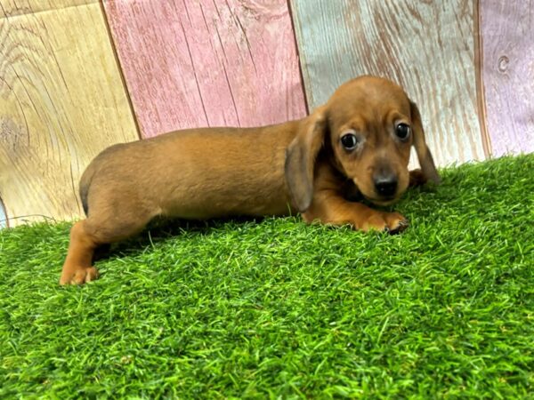 [#29458] Red Female Dachshund Puppies for Sale