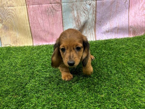 [#29459] Red Sable Female Dachshund Puppies for Sale