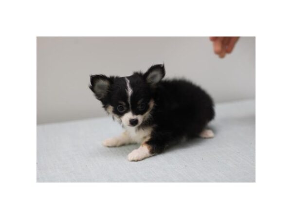[#2149] Black / White Male Chihuahua Puppies for Sale
