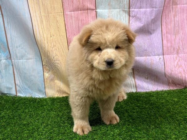 [#29449] Blue Fawn Male Chow Chow Puppies for Sale