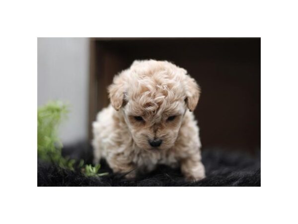 [#29468] Apricot Female Bichonpoo Puppies for Sale