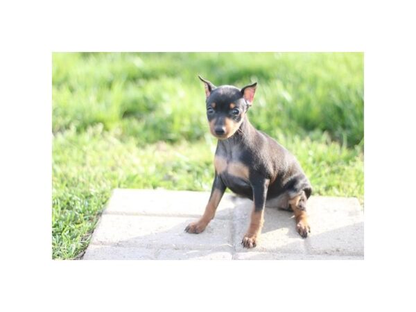 [#29461] Black / Rust Female Miniature Pinscher Puppies for Sale