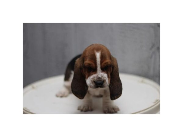 [#29460] Tri-Colored Male Basset Hound Puppies for Sale