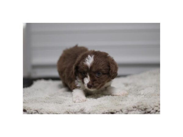 [#29467] Brown / White Female Aussiedoodle Mini Puppies for Sale