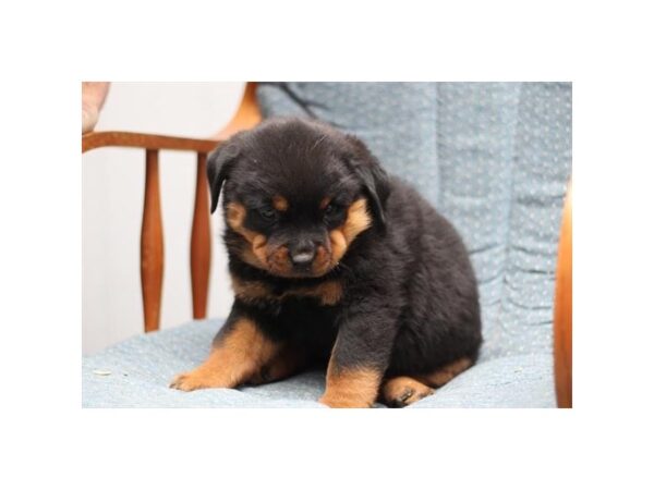 [#29463] Black / Tan Female Rottweiler Puppies for Sale