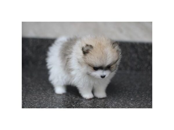 [#29462] Fawn Sable Female Pomeranian Puppies for Sale