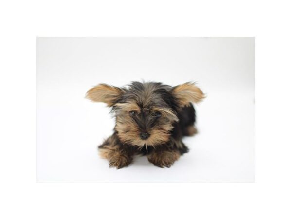 [#29464] Black / Tan Female Yorkshire Terrier Puppies for Sale