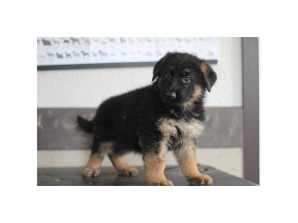 [#29466] Black / Red Female German Shepherd Dog Puppies for Sale