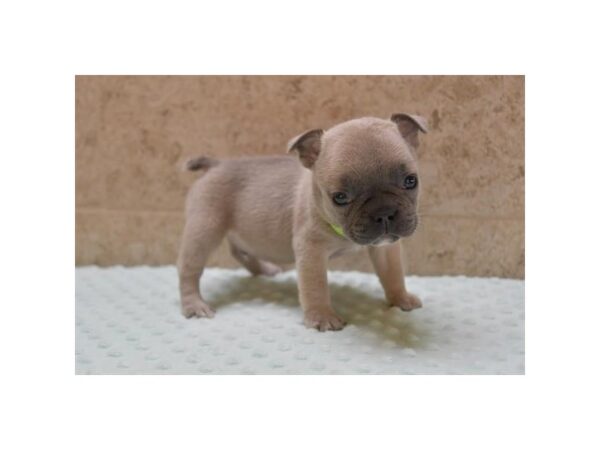 [#29469] Blue Fawn Male French Bulldog Puppies for Sale