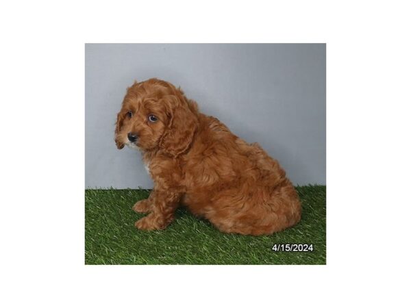 [#29478] Red Male Cockapoo Puppies for Sale