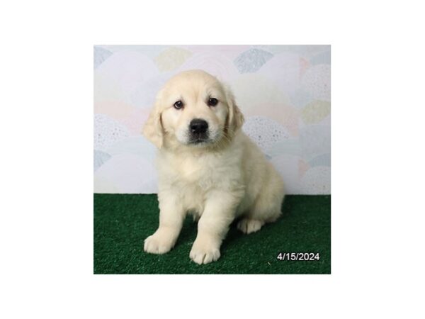 [#29473] Cream Female Golden Retriever Puppies for Sale