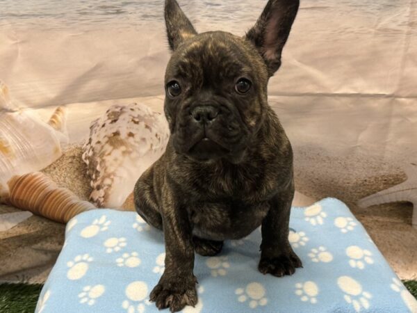 [#2186] Brindle Male French Bulldog Puppies for Sale