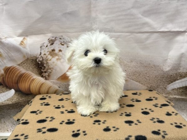 [#2187] White Male Maltese Puppies for Sale
