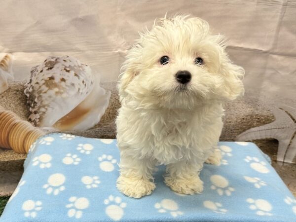 [#2185] White Female Coton De Tulear Puppies for Sale