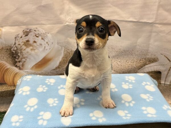 [#2184] Tri-Colored Female Toy Fox Terrier Puppies for Sale