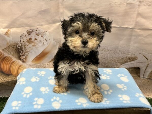 [#2193] Black Female Morkie Puppies for Sale
