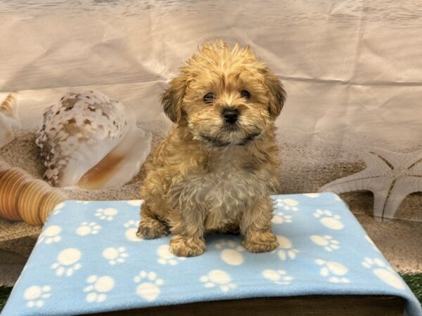 [#2189] Brown Female Yochon Puppies for Sale