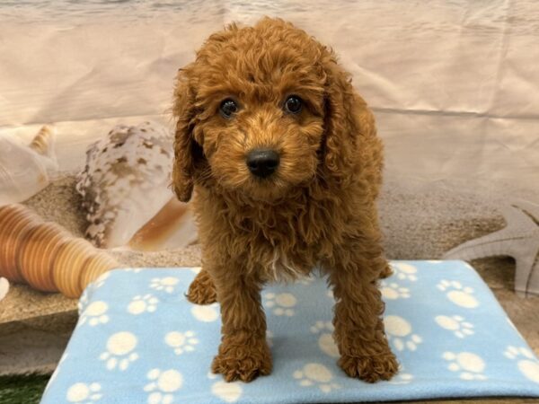 [#2190] Red Female Poodle Puppies for Sale
