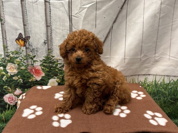 [#2195] Red Male Poodle Puppies for Sale