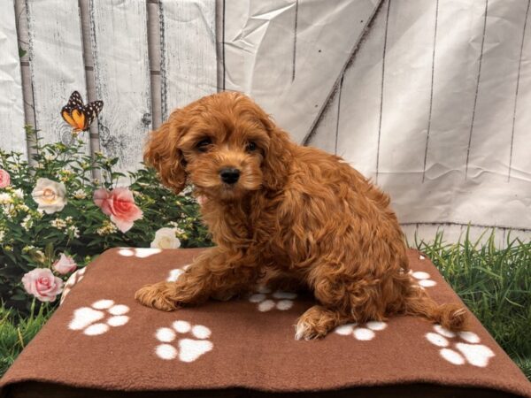 [#2196] Red Female Cavapoo Puppies for Sale