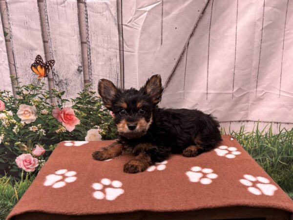[#2194] Black / Tan Male Yorkshire Terrier Puppies for Sale