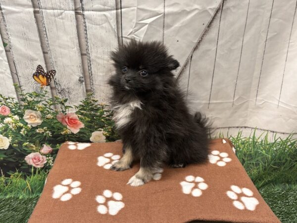 [#2192] Black / Tan Female Pomeranian Puppies for Sale
