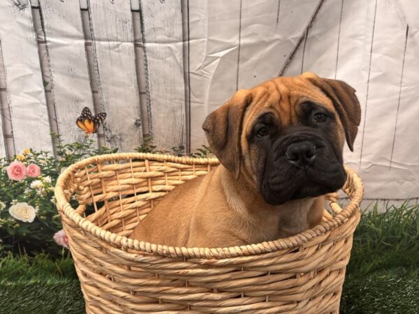 [#2180] Red Fawn Male Bullmastiff Puppies for Sale