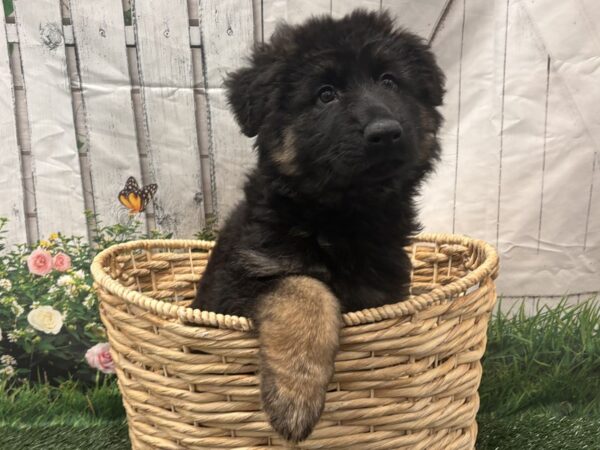 [#2179] Black / Red Female German Shepherd Dog Puppies for Sale