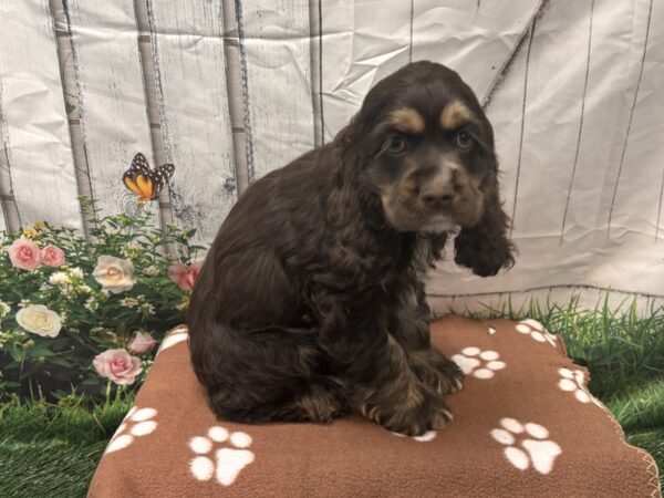 [#2188] Chocolate / White Male Cocker Spaniel Puppies for Sale