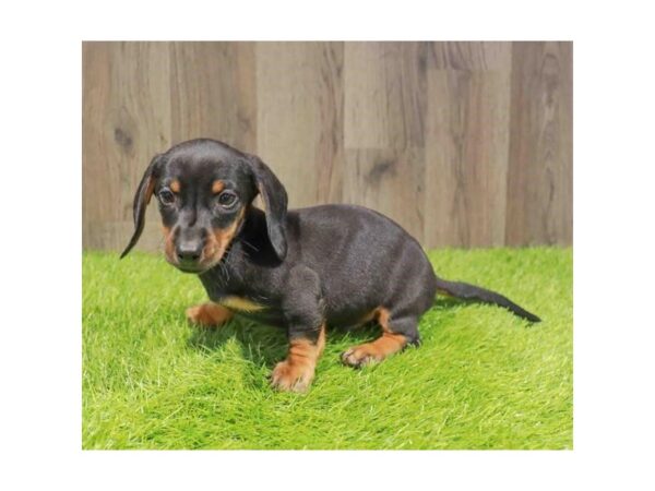 [#2199] Black / Tan Male Dachshund Puppies for Sale