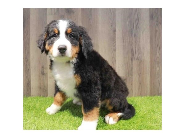 [#29483] Tri-Colored Male Bernese Mountain Dog Puppies for Sale