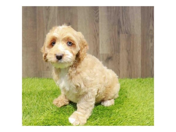 [#29484] Apricot Female Goldendoodle Mini 2nd Gen Puppies for Sale