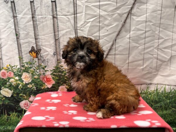 [#2201] Red Sable Female Shihpoo Puppies for Sale