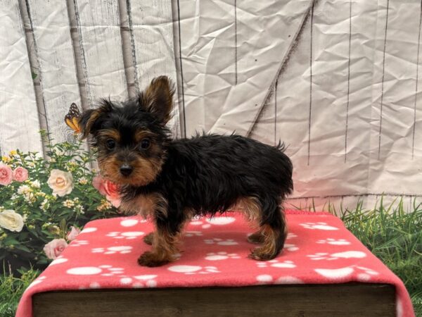 [#2204] Black / Tan Male Yorkshire Terrier Puppies for Sale