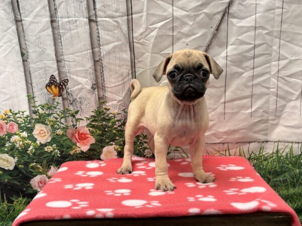 [#2202] Fawn Female Pug Puppies for Sale