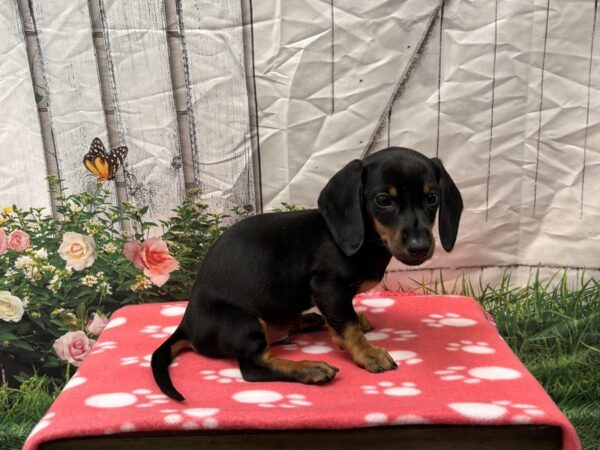 [#2199] Black / Tan Male Dachshund Puppies for Sale