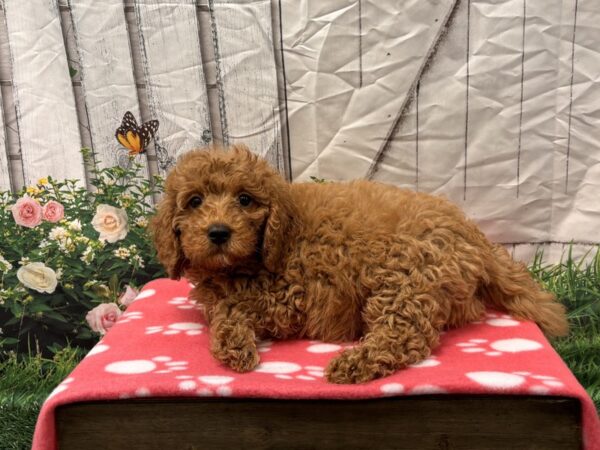 [#2197] Apricot Male Goldendoodle Mini 2nd Gen Puppies for Sale