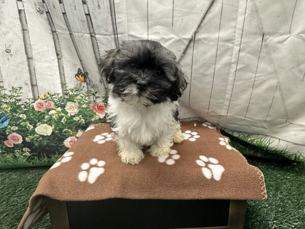 [#2182] Brindle / White Male Havanese Puppies for Sale