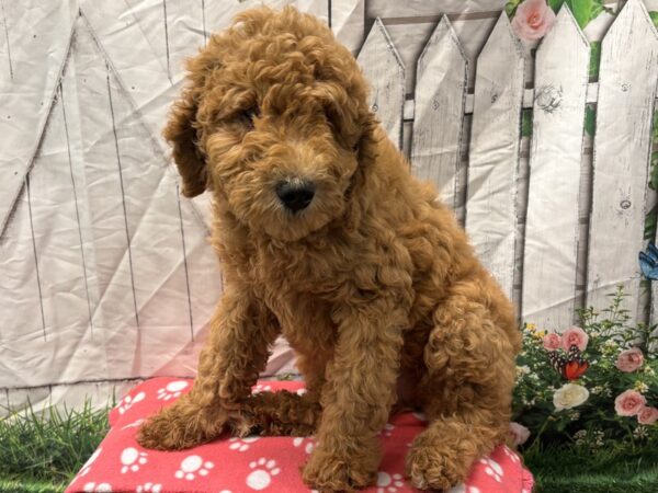 [#2087] Golden Male Goldendoodle Puppies for Sale