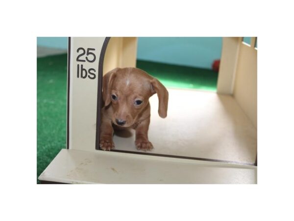 [#29488] Red Male Dachshund Puppies for Sale