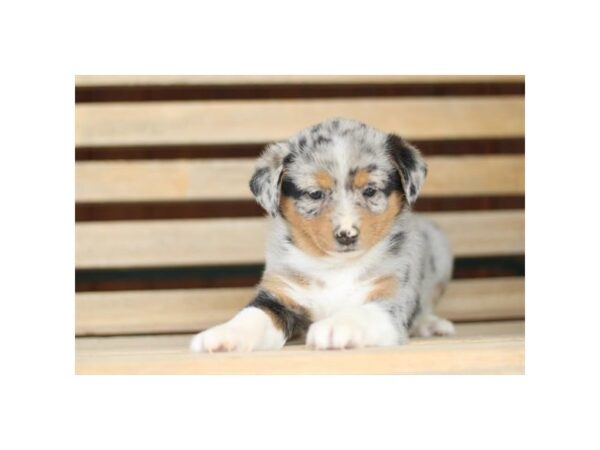 [#29489] Blue Merle Male Australian Shepherd Puppies for Sale