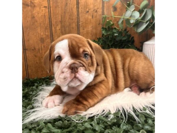 [#29492] Brindle / White Male Beabull Puppies for Sale