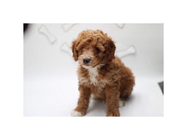 [#29496] Red / White Female Goldendoodle Puppies for Sale