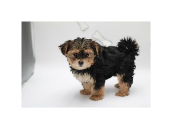 [#29495] Black / Brown Female Morkie Puppies for Sale