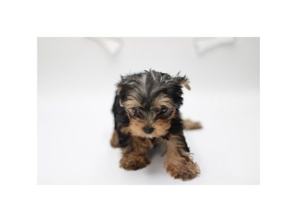 [#29490] Black / Tan Female Yorkshire Terrier Puppies for Sale