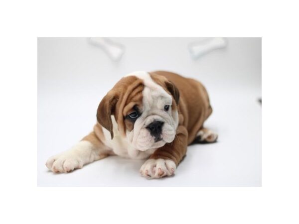 [#29486] Red / White Female English Bulldog Puppies for Sale